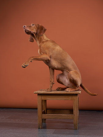Charming and funny Hungarian Vizsla on a red background. dog sitting on a stoolの写真素材