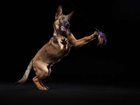 Playful wolfdog puppy. dog on black background in studioの写真素材