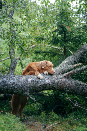 dog in the green forest put her paws on a log. Nova Scotia Duck Tolling Retriever in nature among the trees. Walk with a petの写真素材