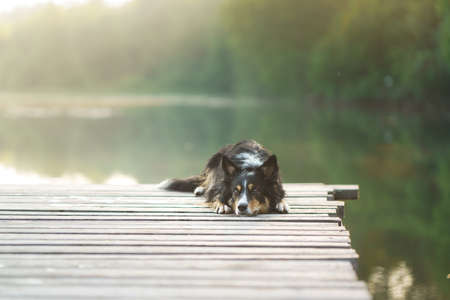 Border Collie on the pier. Walking the dog by the lake. The pet is resting in nature