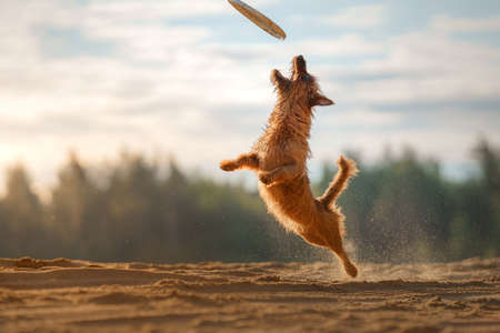 the dog is playing with a disc on the sand. A little Australian terrier catches a toy.の写真素材