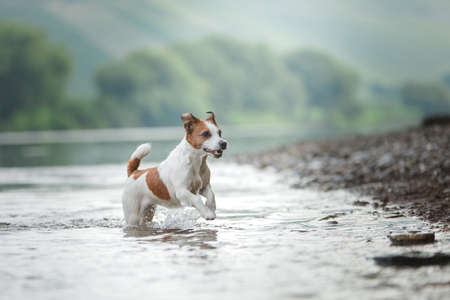 flying dog. Active jack russell terrier jumping in the water. Active holiday with a petの写真素材