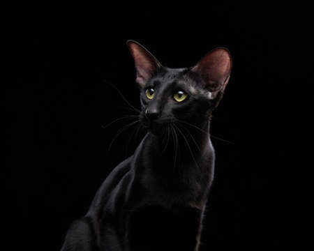 oriental black cat on a dark background. graceful petの写真素材