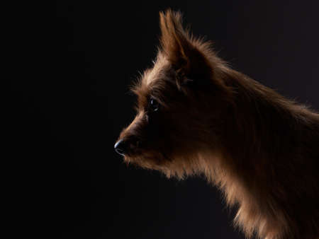 Profile, silhouette of a dog, portrait close-up. australian terrier on black backgroundの写真素材