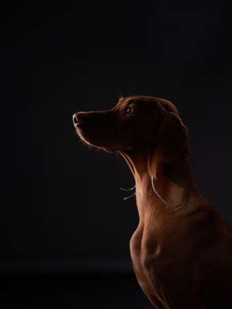 dog in earrings. Beautiful Hungarian Vizsla on a black background in the studioの写真素材