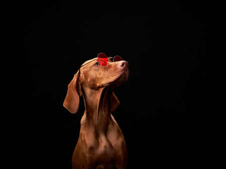 dog with red glasses . Beautiful Hungarian Vizsla on a black background in the studioの写真素材