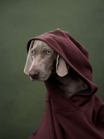weimaraner puppy in a hooded sweatshirt on a green canvas background. Funny dog in the studioの写真素材
