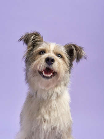 portrait of a beautiful dog lilac background. Mix of breeds. Happy Pet in the studioの写真素材