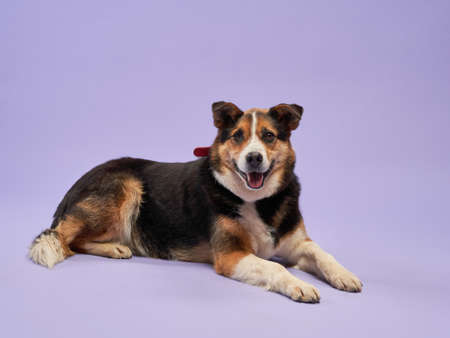 portrait of a beautiful dog lilac background. Mix of breeds. Happy Pet lies in the studioの写真素材