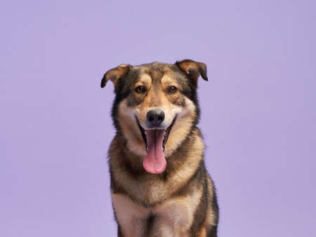 portrait of a beautiful dog lilac background. Mix of breeds. Happy Pet in the studioの写真素材