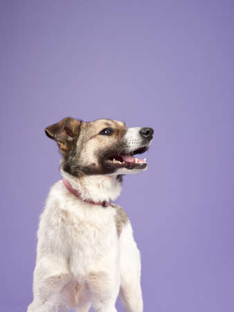 portrait of a beautiful dog lilac background. Mix of breeds. Happy Pet in the studioの写真素材