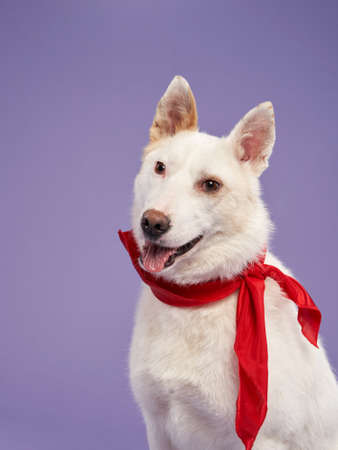 portrait of a beautiful dog lilac background. Mix of breeds. Sweet Pet in the studioの写真素材