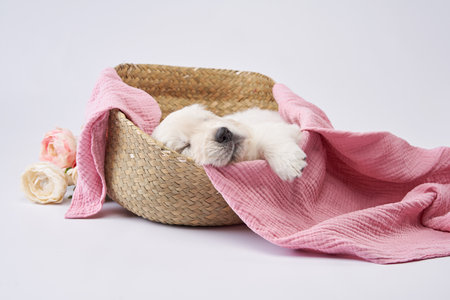 the puppy sleeps in a pink box. Sweet dog, dear. Golden retriever on a white background in the studioの写真素材