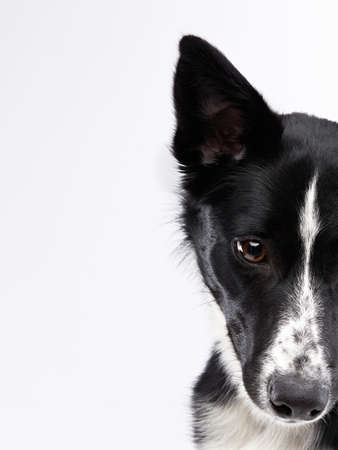 portrait of a dog half muzzle. part of the face. Border collie in front of a white background