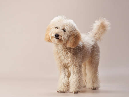 maltipoo on a beige background. curly dog in photo studio. Maltese, poodleの写真素材