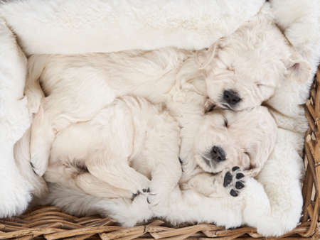 puppies in a basket on a beige background. Golden Retriever in the studio. cute dogの写真素材