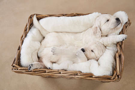 puppies in a basket on a beige background. Golden Retriever in the studio. cute dogの写真素材