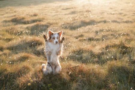 joyful dog waving its paws. Happy border collie in nature, at sunrise in the forestの写真素材