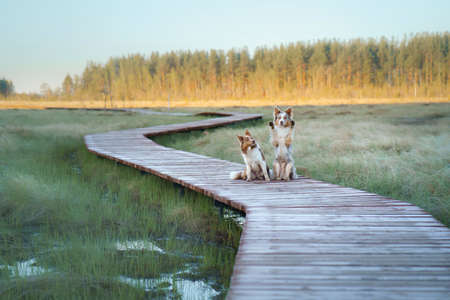 joyful dog waving its paws another dog is watching. Happy border collies in nature, at sunrise in...
