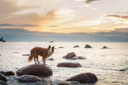 The dog on a stone on the sea. Vacation with a pet. Red and white border collieの写真素材