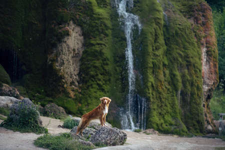 dog at the waterfall. Nova Scotia Duck Tolling Retriever standing in nature.の写真素材