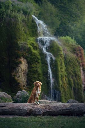 dog at the waterfall. Nova Scotia Duck Tolling Retriever standing in nature.の写真素材