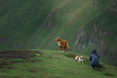 girl photographs dogs in the mountains. pet photographer in natureの写真素材