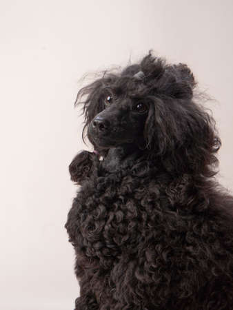 black small poodle on a beige background. curly dog in photo studio. Maltese, poodleの写真素材