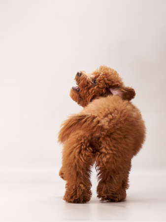 red maltipoo on a beige background. curly dog in photo studio. Maltese, poodleの写真素材