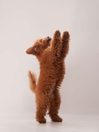 red maltipoo on a beige background. curly dog in photo studio. Maltese, poodleの写真素材