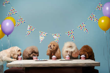 dogs birthday party. Several poodles are eating cake. Holiday with a pet, carnival, funの写真素材