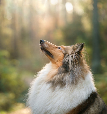 Collie, Scottish Shepherd dog in the autumn forest. Pet in leaf fall. Atmospheric photo in natureの写真素材