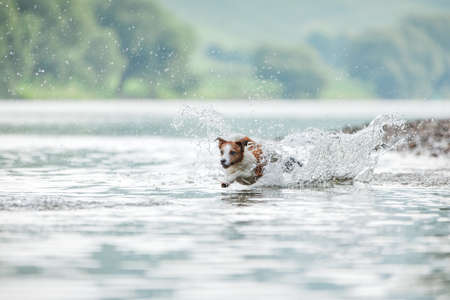 flying dog. Active jack russell terrier jumping in the water. Active holiday with a petの写真素材