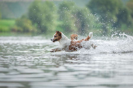 flying dog. Active jack russell terrier jumping in the water. Active holiday with a petの写真素材