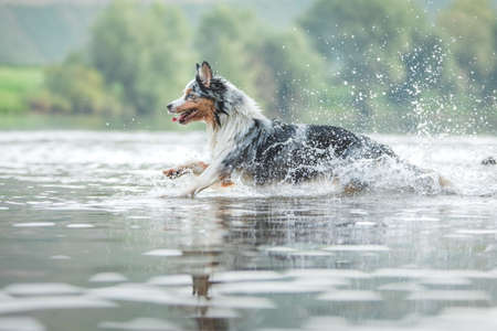 flying dog. Active australian shepherd jumping in the water. Active holiday with a petの写真素材