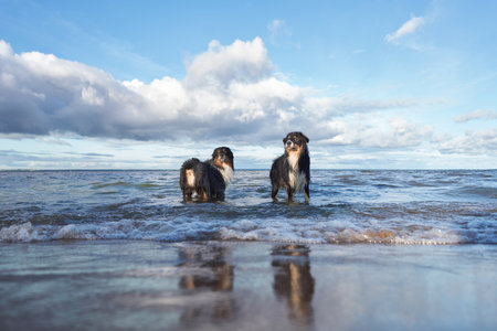 dogs plays in water. two Active australian shepherd jumping . Active holiday with a pet