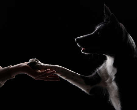silhouette of a dog that gives a paw to ownerの写真素材