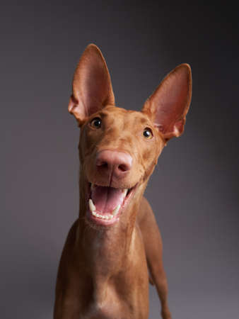red dog with a funny muzzle. Pharaoh hound, cirneco delletna on gray background.の写真素材