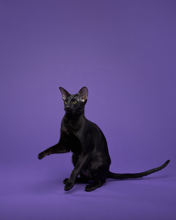 portrait oriental black cat on a violet background. graceful, funny pet
