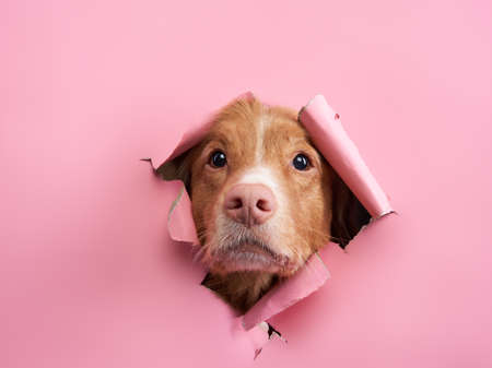 the dog looks out of the paper. funny Nova Scotia duck tolling retrieverの写真素材