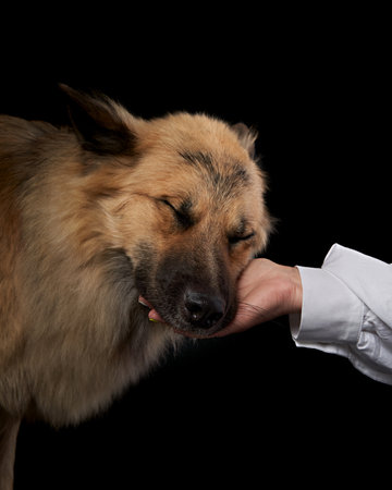 portrait of a cute shaggy dog on a black background in studio. hand stroking the petの写真素材