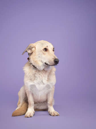 portrait of a beautiful dog lilac background. Mix of breeds. Happy Pet in the studioの写真素材