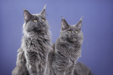 two Maine Coon Kittens. cat portrait in photo studioの写真素材