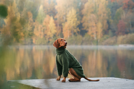 Hungarian Vizsla in the autumn at lake. Pet in leaf fall. Atmospheric photo in natureの写真素材