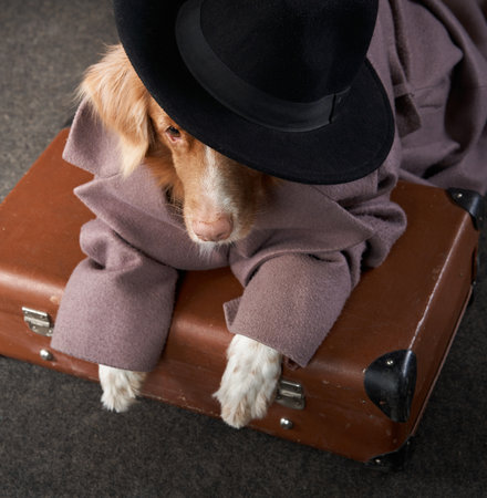 dog in human clothes. Pet in a coat. Funny Nova Scotia Tolling Retriever indoorsの写真素材