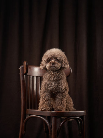 cute curly chocolate poodle. The dog is like a toy. Beautiful pet on bed, view from above