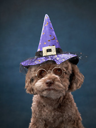 small poodle dog in a sorcerers hat. Halloween petの写真素材