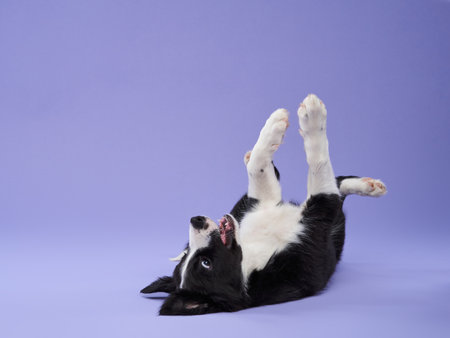 funny puppy on purple background. Border collie dog with funny muzzle, emotionの写真素材