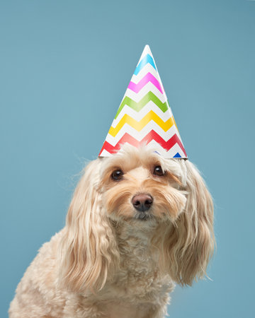 birthday party. maltipu dog in a party hat. Holiday with a pet, carnival, fun