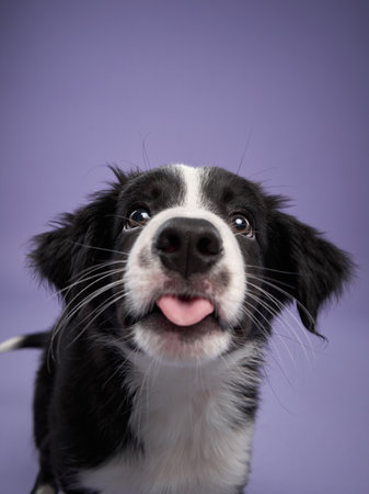 funny puppy on purple background. Border collie dog with funny muzzle, emotionの写真素材